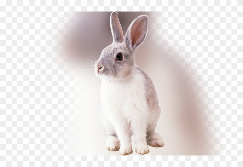 Color Palette Ideas From Rabbit Domestic Mammal Image - Rabbit Free Png Clipart