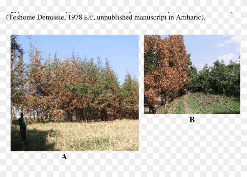 5 Dead And Dying Exotic Cupressus Lusitanica (yeferenj-tsid) - River Birch Clipart