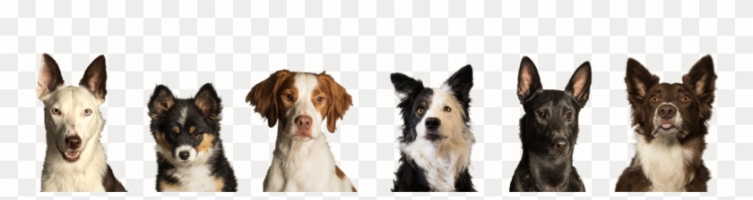 Results May Vary - Dogs In A Row Clipart