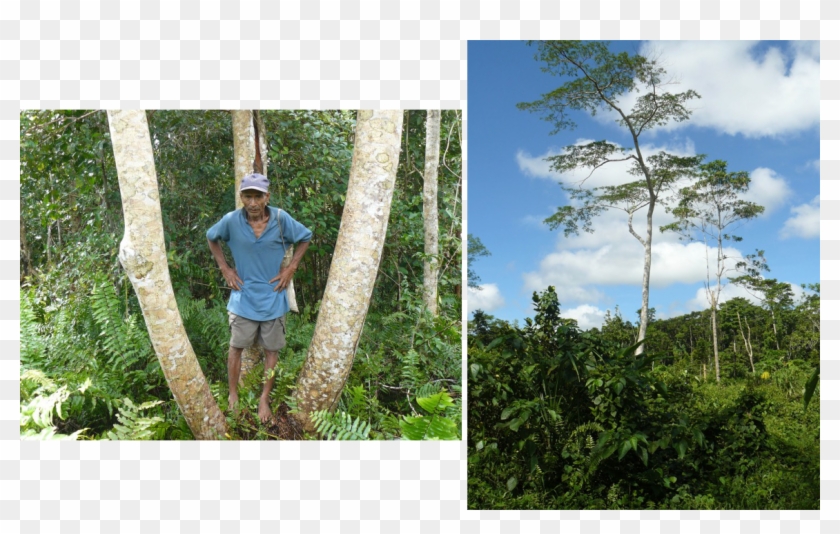 From 2009, With Tauneduiy, Who Claims These Trees, - Shortleaf Black Spruce Clipart