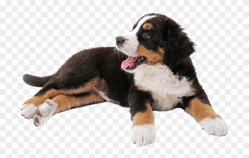 Looking Forward To Meeting You And Your Pooch - Transparent Bernese Mountain Dog Clipart