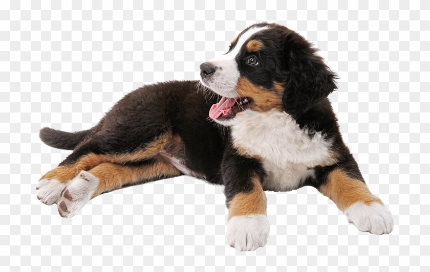 Looking Forward To Meeting You And Your Pooch - Transparent Bernese Mountain Dog Clipart #4531251