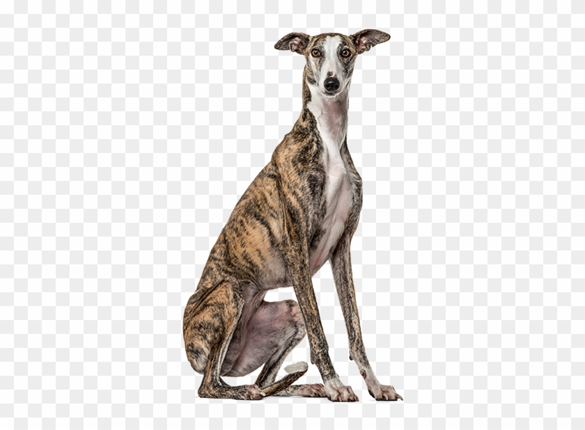 Productanimals Layout Dog Transparent - Galgo Sitting Clipart #4531281