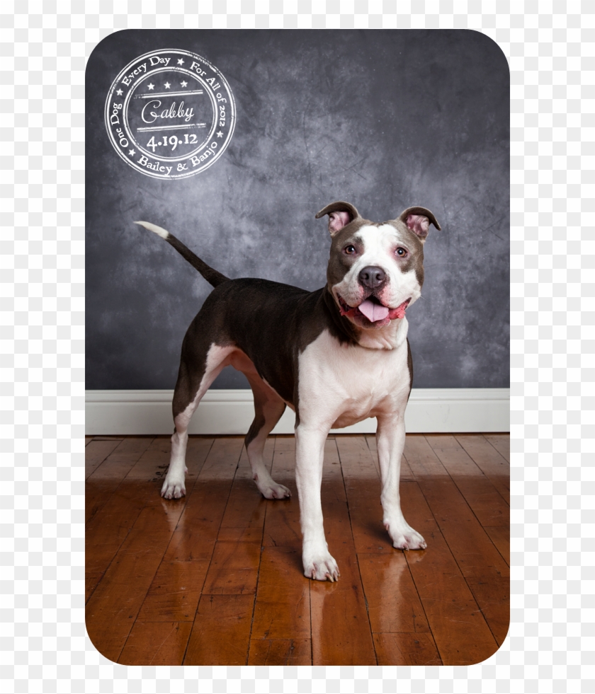 Gabby - April 19 - Rescued Pitbull - Pit Bull Clipart #4532411