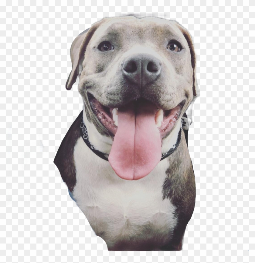 Bully Pitbull American Bully Bulldog Bull - Pit Bull Clipart