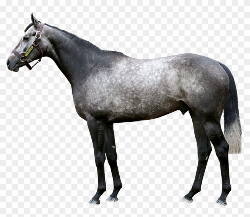 Roaring Lion Foreground - Horse Blanket Clipart #4533265