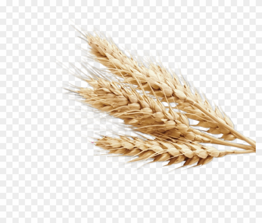 Png Transparent Wheat Toast - Transparent Background Wheat Transparent Clipart #4533445