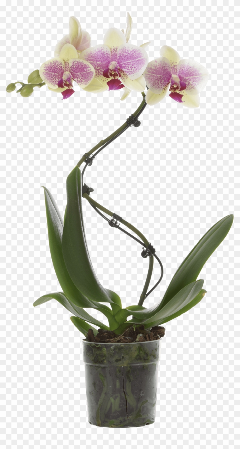 Moth Orchid Clipart #4533487