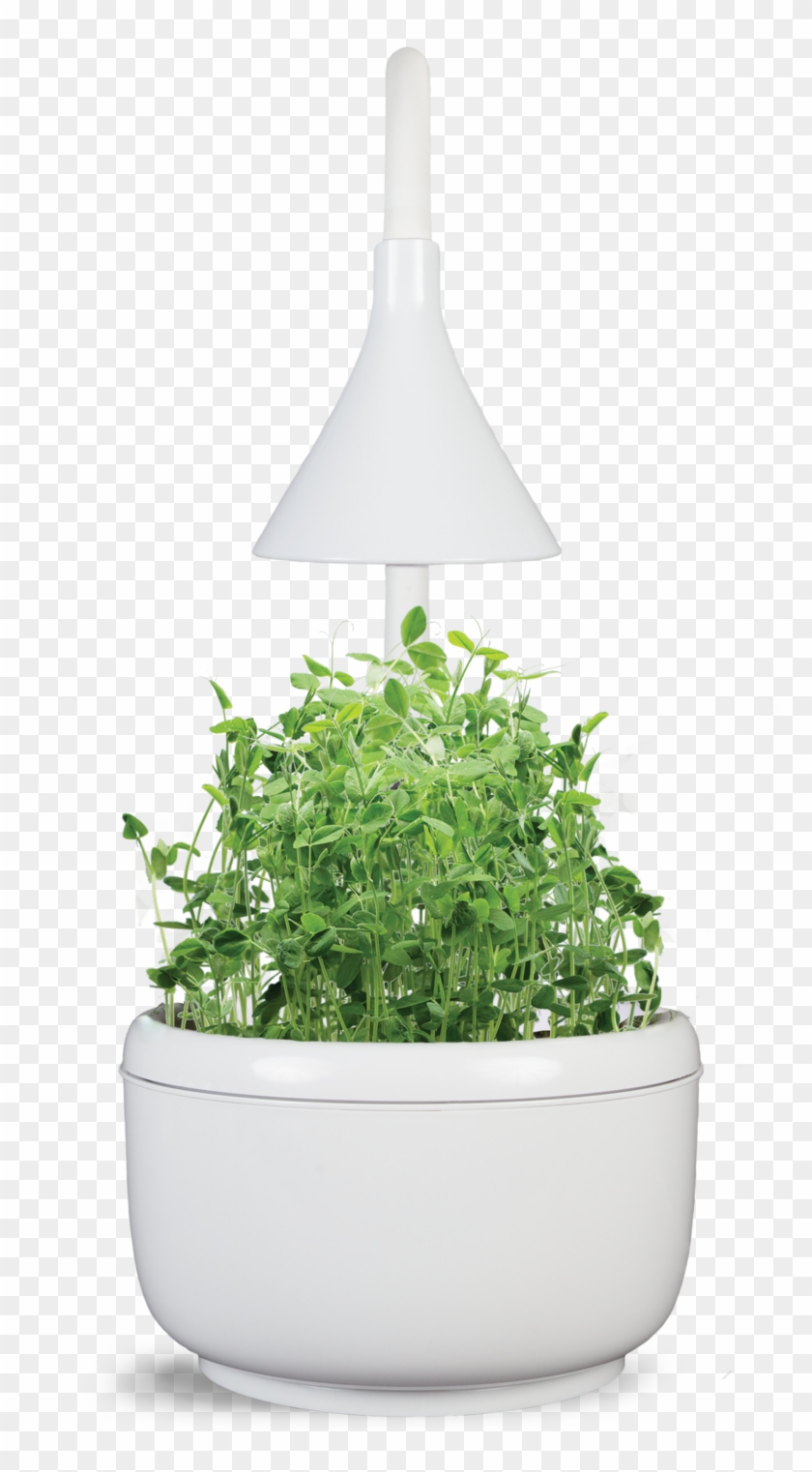 Hero Front Pea Clipart #4533551