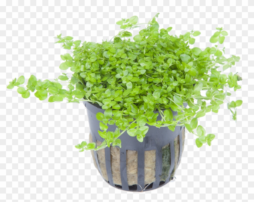 The Most Demanding Plants - Micranthemum Micranthemoides Ebay Clipart #4533690