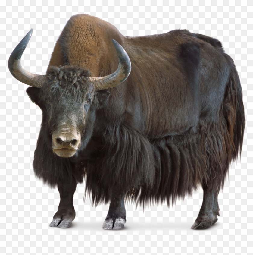 Yak Png Image Background - Domestic Animals That Give Us Food Clipart #4533843