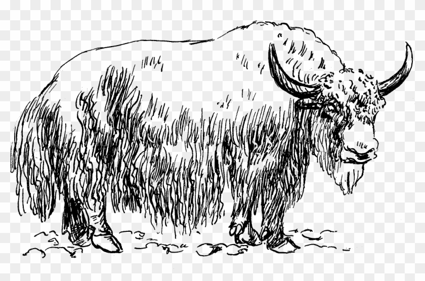 Yak Png Photo - Yak Black And White Clipart #4534091