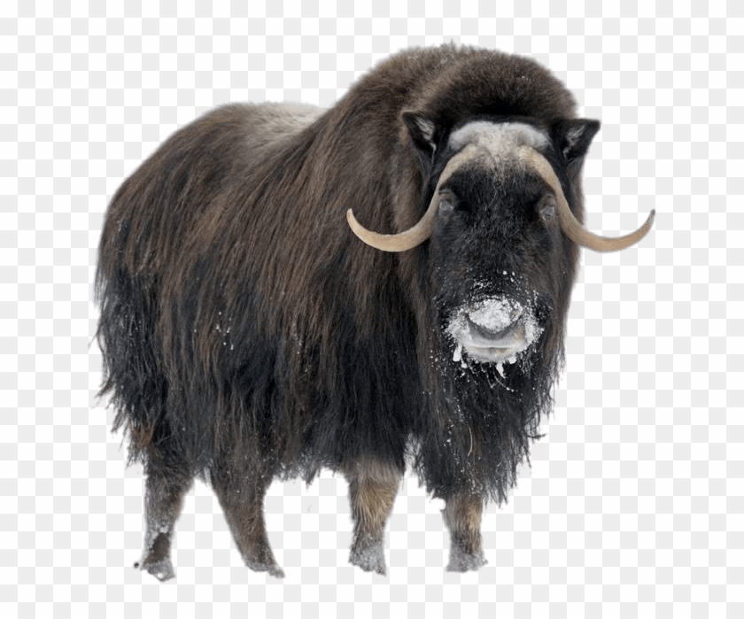 Download - Arctic Muskox Clipart