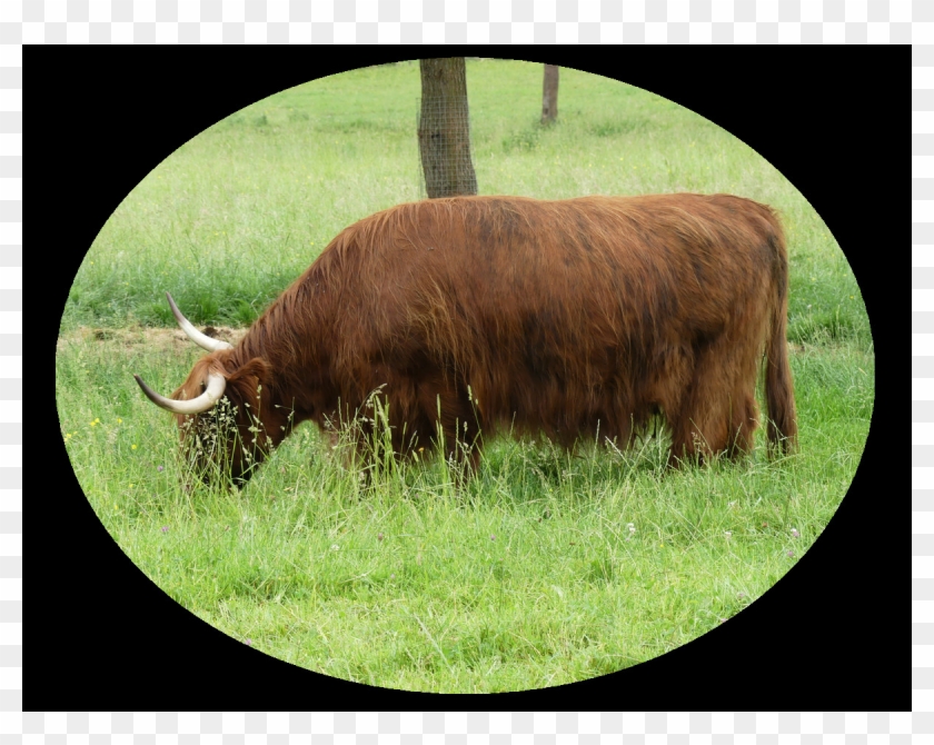 Grazing Clipart