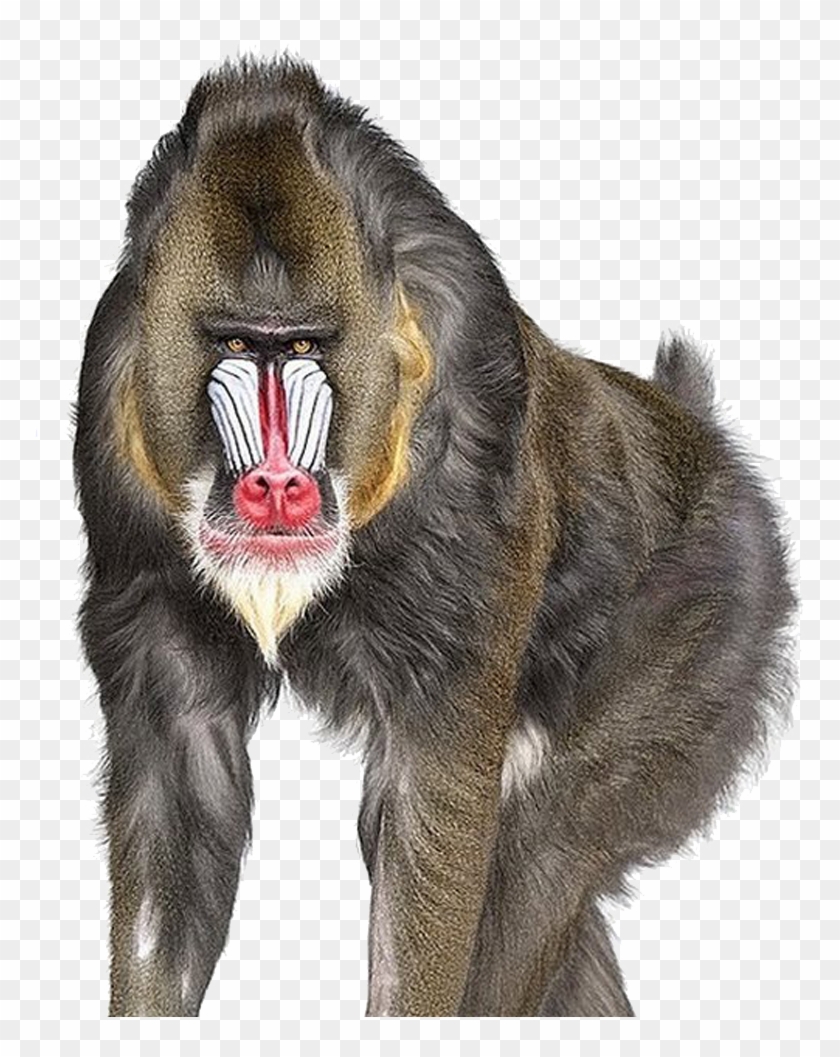 Baboon - Baboon Png Clipart #4535538