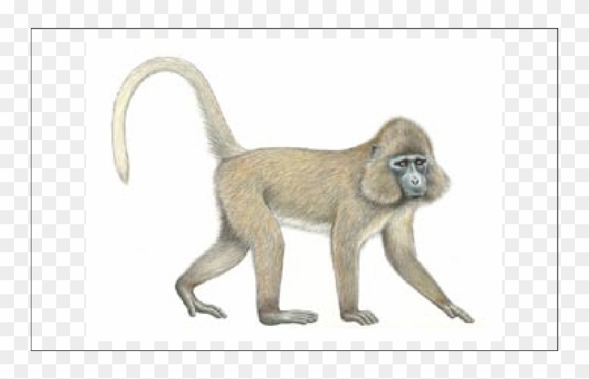 Monkey Drawing Baboon - Rungwecebus Kipunji Clipart