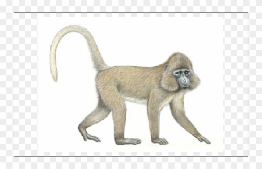 Monkey Drawing Baboon - Rungwecebus Kipunji Clipart #4535719