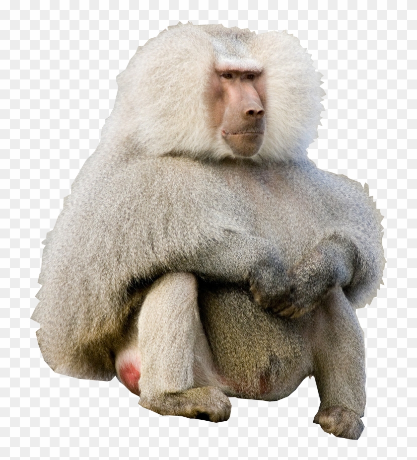 Cutout - Kim Kardashian Vs Baboon Clipart