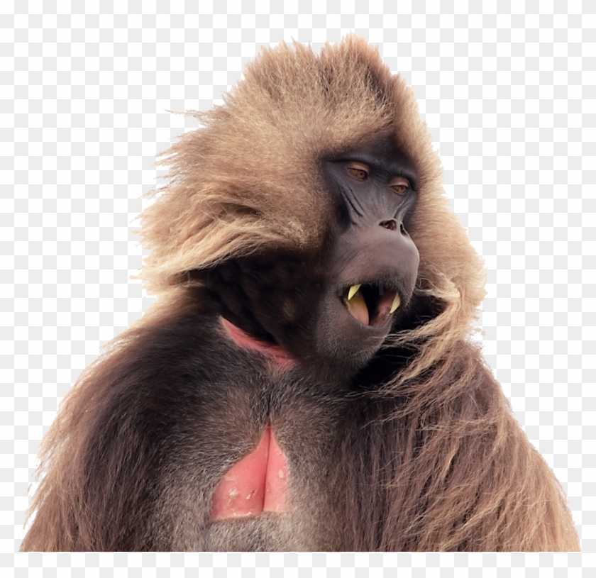 Ethiopia Baboon Clipart