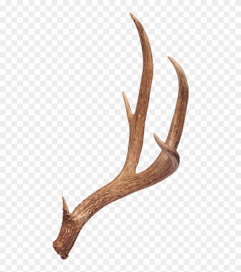 Download Transparent Png - Antler Clipart #4535970