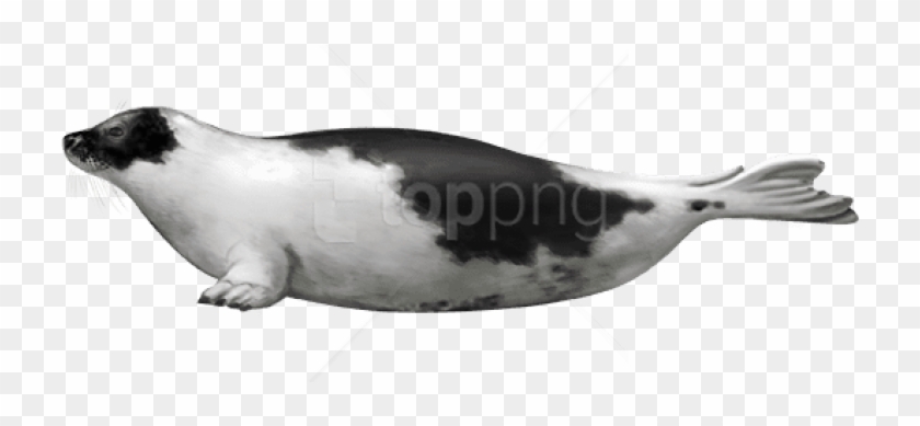 Free Png Download Harbor Seal Png Images Background - Phoque Du Saint Laurent Clipart #4536043