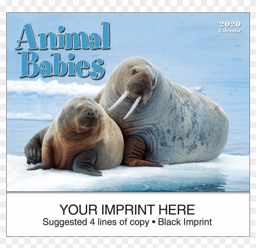 Picture Of Animal Babies Wall Calendar - 生活 在 北极 的 动物 Clipart #4536821