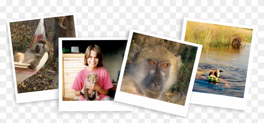 Japanese Macaque Clipart #4536849