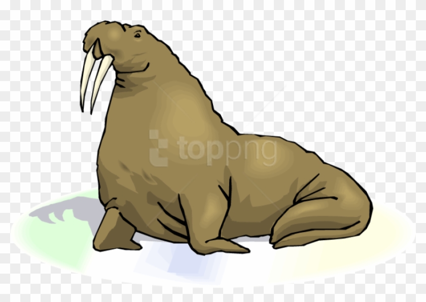 Free Png Download Walrus Transparent Images Png Png - Transparent Background Walrus Clipart