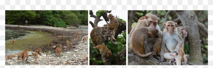 So Go Ahead And Fill Out The Survey At Https - Baboon Clipart #4537408