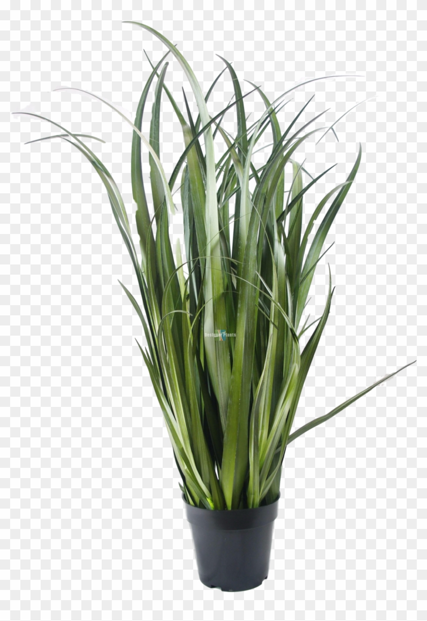 Sweet Grass Clipart #4538802