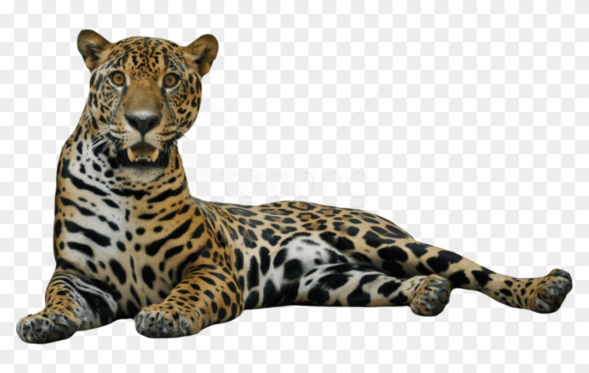 Jaguar Cat Png Clipart #4539716