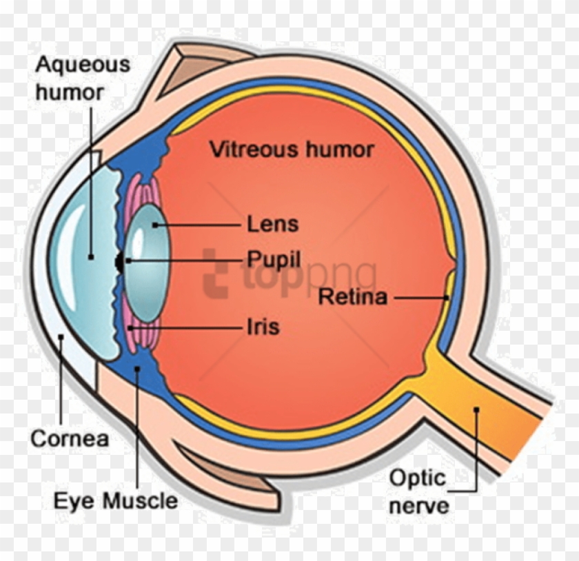 Free Png Main Parts Of Human Eye Png Image With Transparent - Human Eye And Its Parts Clipart