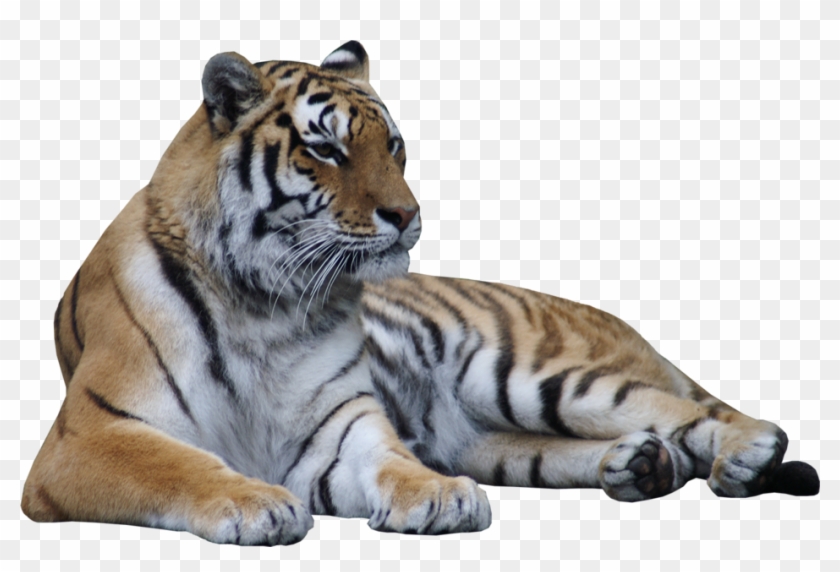 Tiger Laying Down Png Clipart #4539976
