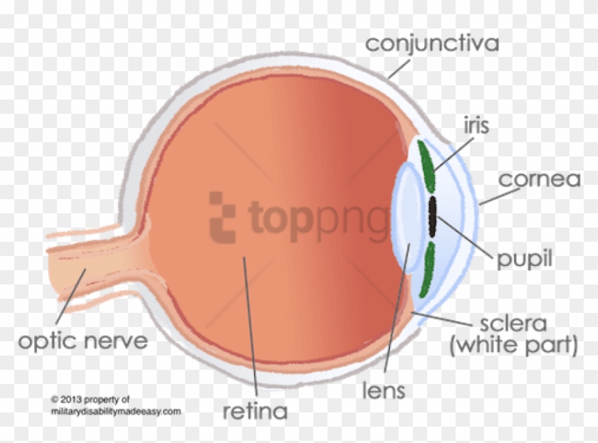 Free Png Conjunctiva In The Eye Png Image With Transparent - Anterior And Posterior Compartments Of The Eye Clipart #4540032