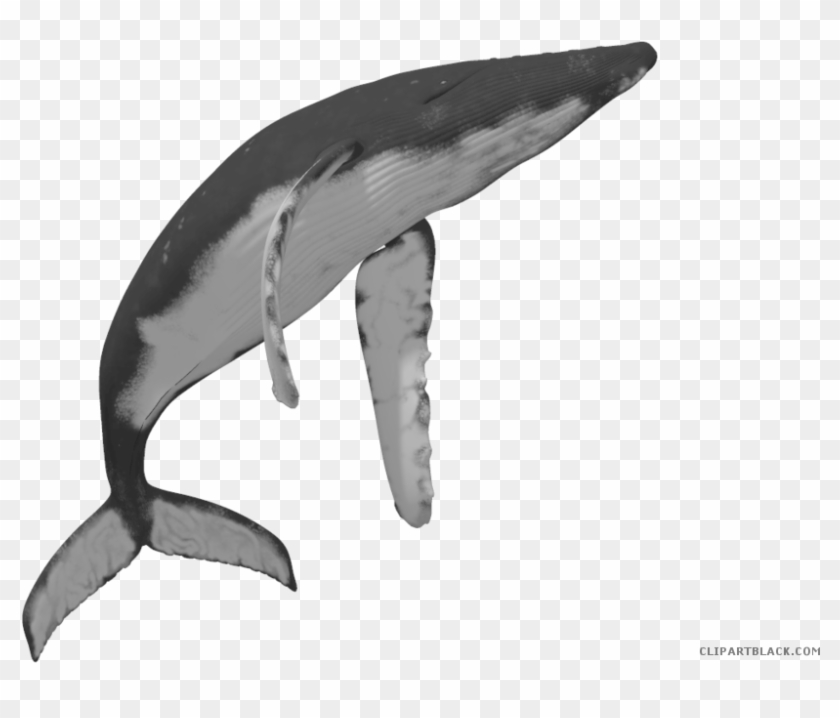 Png Transparent Library Clipartblack Com Animal Free - Humpback Whale Clipart Png #4540606