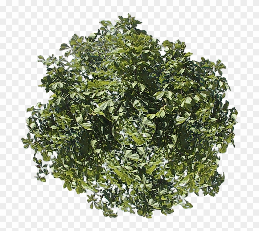 Top Down Tree Png Clipart