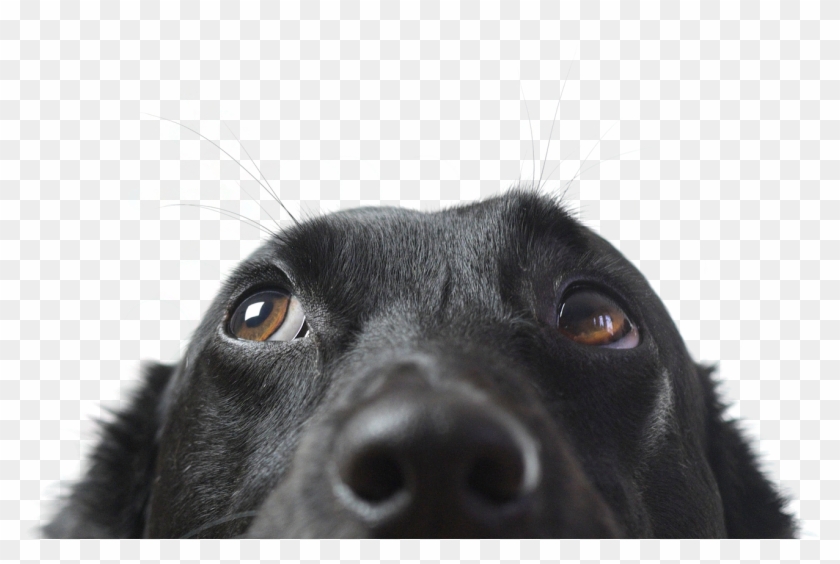 Rover's Ranch Provides A Fantastic Experience For Our - Subdere Registro Animales Clipart