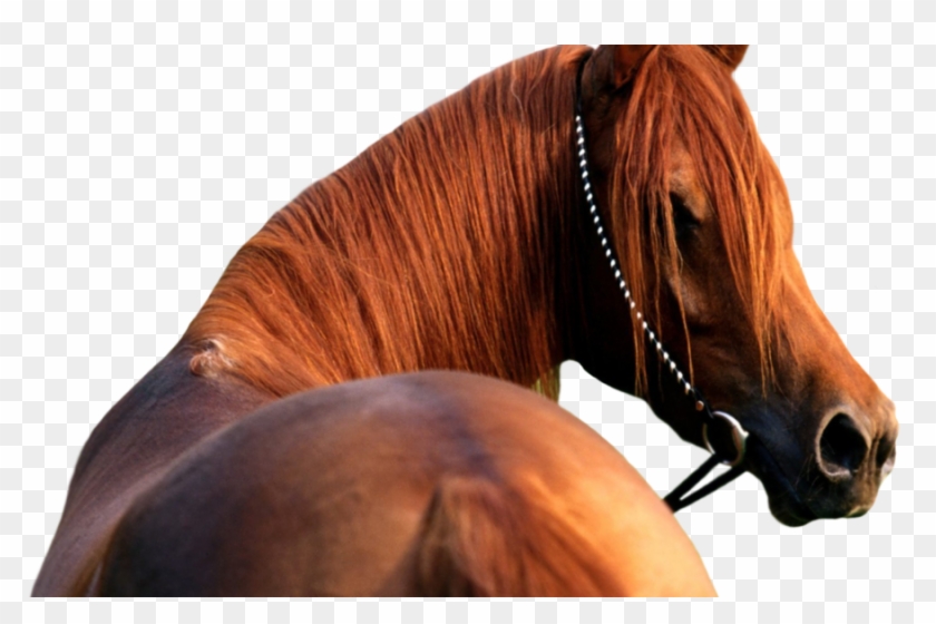 Download - Beautiful Horse Clipart #4542536