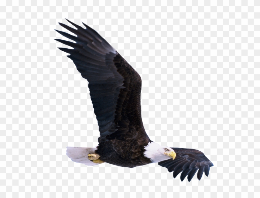 Eagle Png - Flying Eagle Png Clipart #4544693