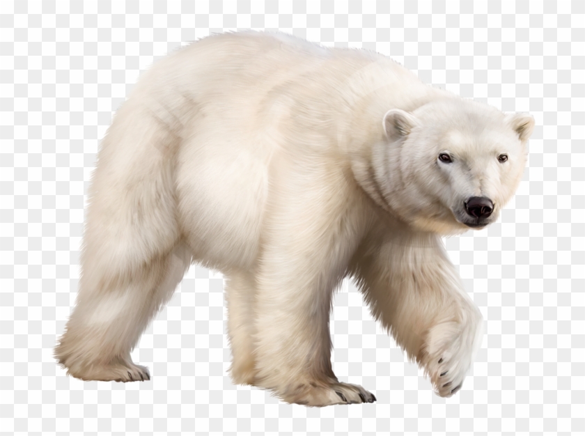 Ours Polaire Bear Clipart, Animal Wallpaper, Polar - Ours Polaire Png Transparent Png #4544730