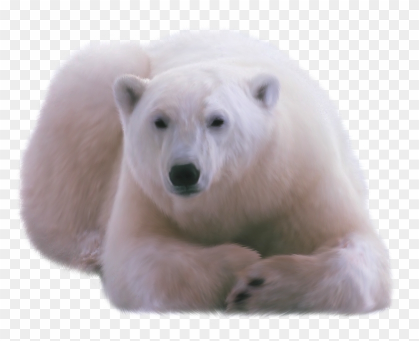Orso Polare Png Clipart