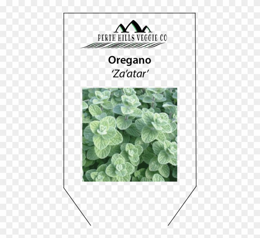 Peppermint Drawing Oregano - Origanum Syriacum Clipart #4545234