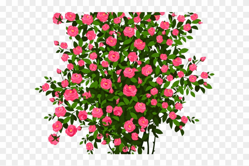 Drawn Rose Bush Berry - Rose Bush Png Clipart