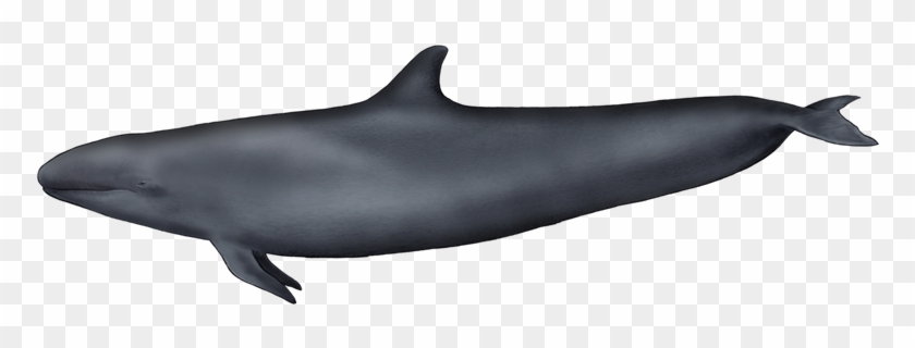 False Killer Whale - Falsa Orca Png Clipart #4546938