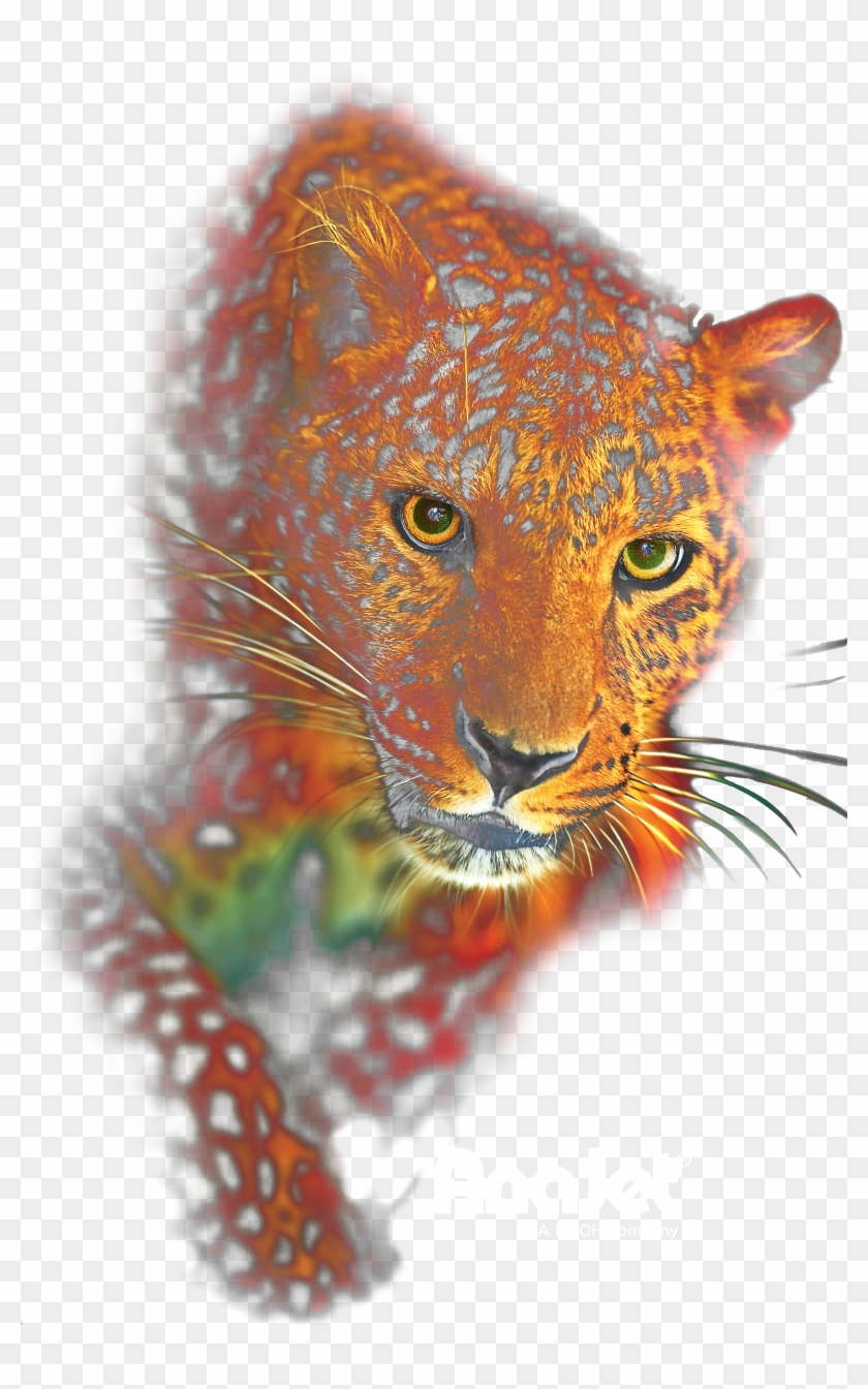 Leopard Png - African Leopard Clipart #4547130