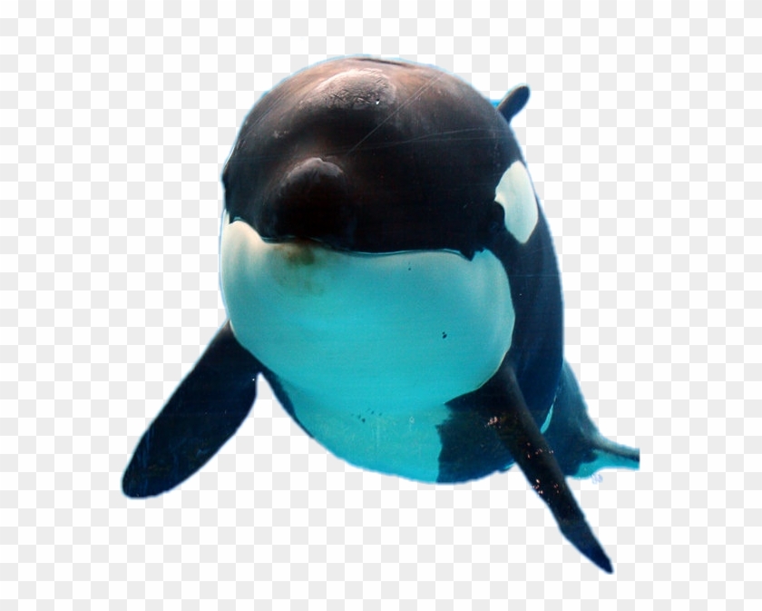 Orca Sticker - Killer Whale Clipart #4547442