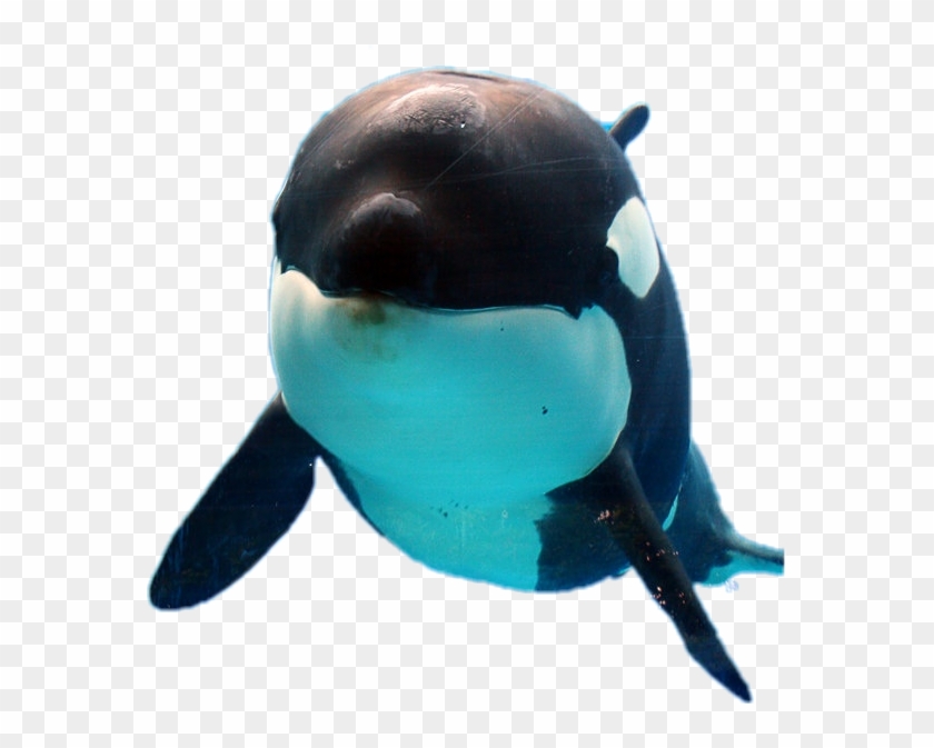 Orca Sticker - Killer Whale Clipart