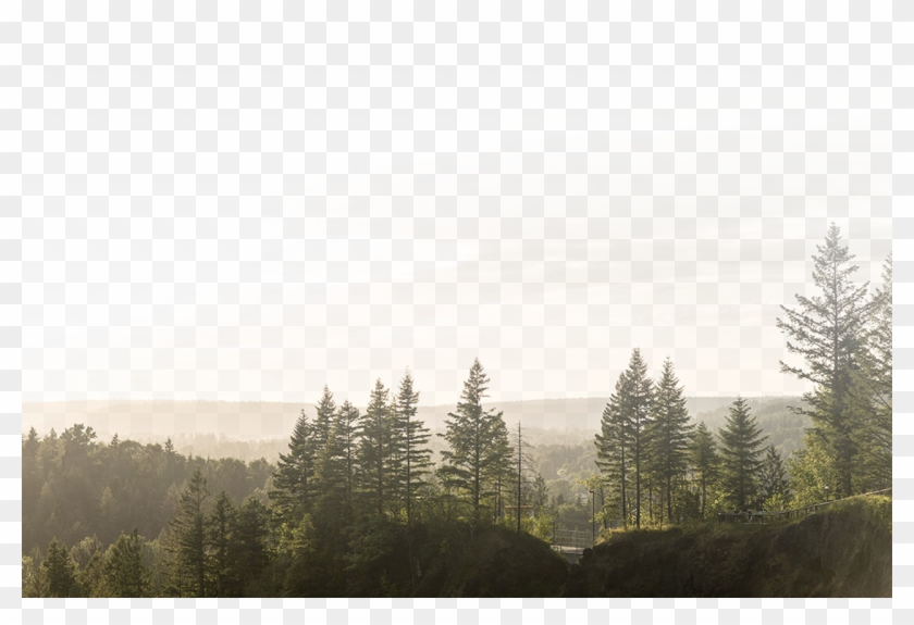 Schedule - Shortleaf Black Spruce Clipart