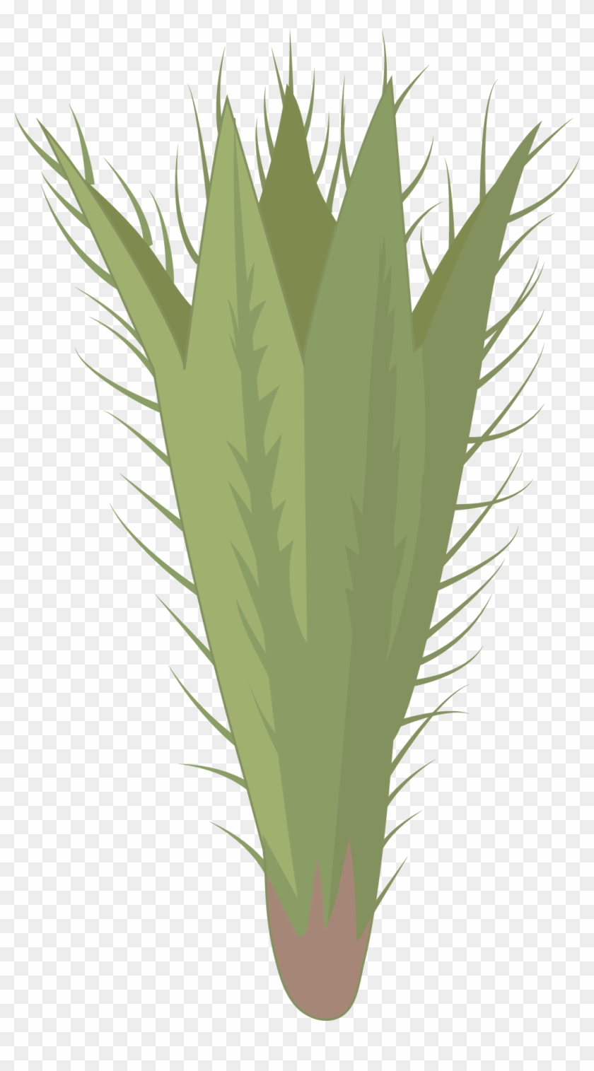 Poleo De Monte - Hierochloe Clipart