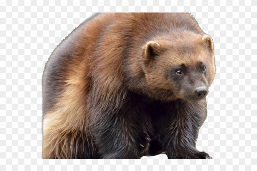 Scariest Animals In Canada Clipart